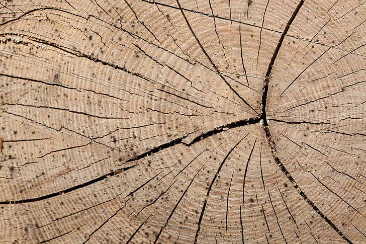 wood, trunk, rings, tree, forestry, lumber, wood - Material