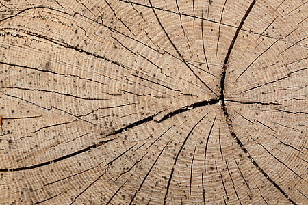 legno, tronco, anelli, albero, silvicoltura, legname, legno - materiale