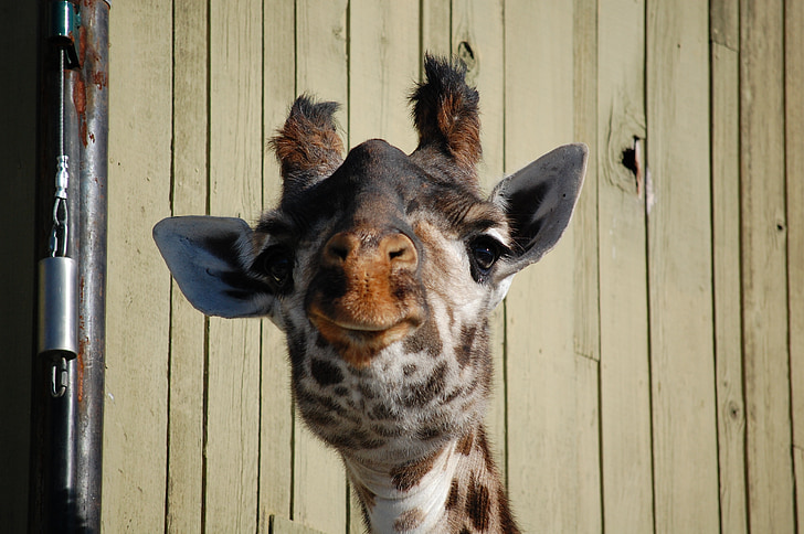 girafa, cara, jardim zoológico, engraçado, animal, selvagem, África