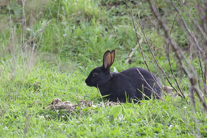 wild rabbit, forest, animal, nature, hidden, grass, rabbit - Animal