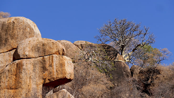 botswana, rock, nature, trees, landscape, than life artist
