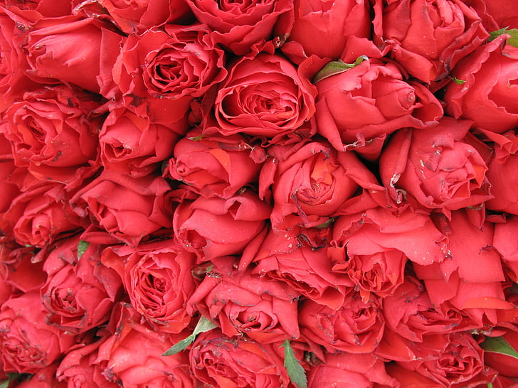 τριαντάφυλλα, λουλούδια, κόκκινο, άνοιξη, Όμορφο, φυτό, υφή