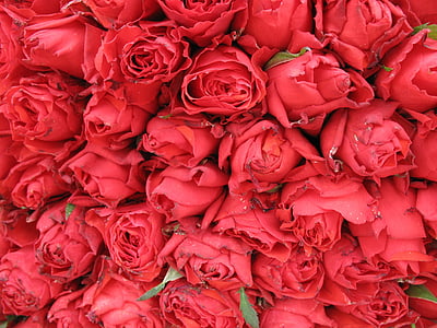 róże, kwiaty, czerwony, wiosna, piękne, roślina, tekstury