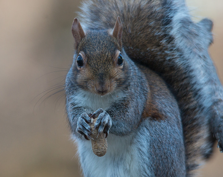 veverička, sivá, jesť, orechy, arašidy, nadýchané, chlpaté