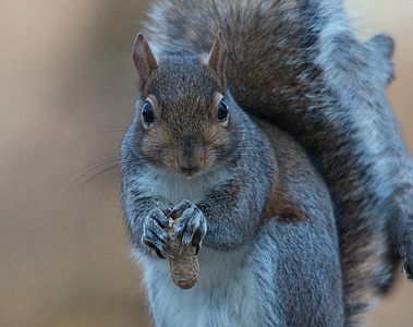 squirrel, grey, eating, nuts, peanuts, fluffy, furry