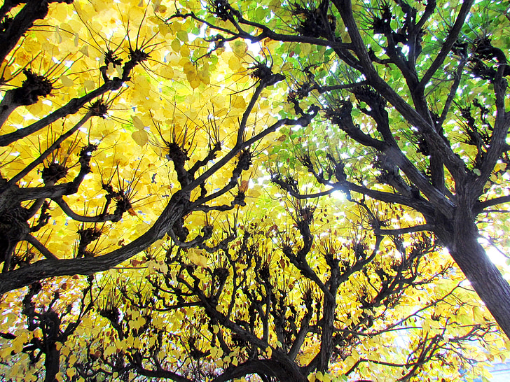 bosc caducifoli, groc, tardor, octubre, brillant, bosc, verd