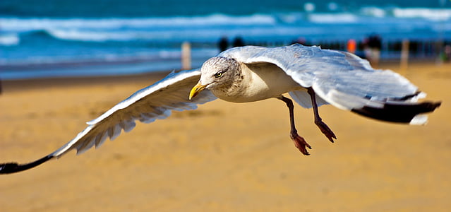 seagull, north sea, coast, beach, sky, bird, plumage