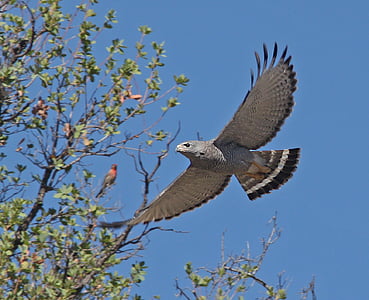 grey hawk, bird, raptor, wildlife, flying, hunter, predator