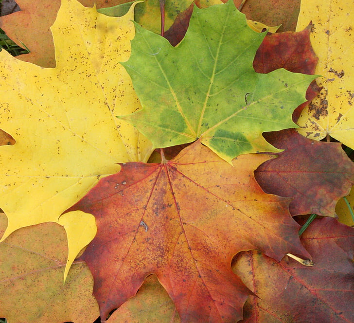 kļavu lapas, kļavas, rudens, atstāj, krāsains, rudens krāsas, rudens apdare