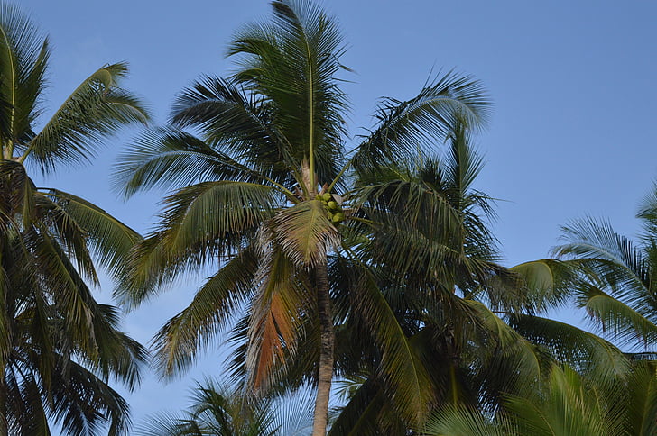 palmboom, kokospalm, kokosnoot, Palm, boom, tropische, hemel