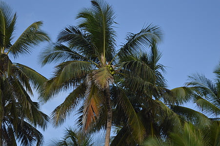 palmeira, árvore de coco, Coco, Palm, árvore, tropical, céu