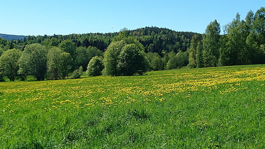 poletje, Švedska, trava, zelena, cvetje, pokrajine, pogled