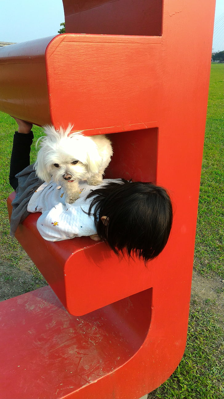 lapsed, Park, mängida, koer, Lemmikloomad, tüdrukud