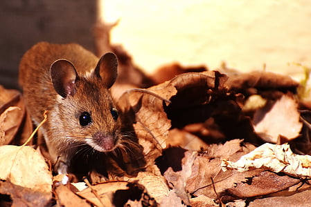 木製マウス, 解除, かわいい, 小さな, 茶色, マウス, 自然