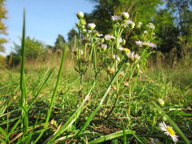 Erigeron annuus, årliga fleabane, Daisy fleabane, östra daisy fleabane, Wildflower, Flora, botanik