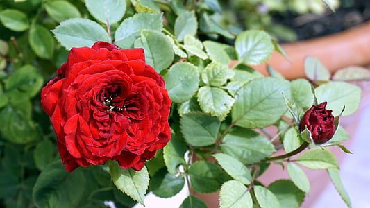 virág, Rosa, Vörös Rózsa, természet, virágok, kert, virágoskert