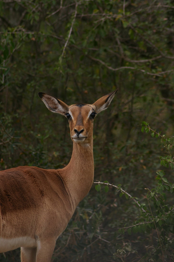 impala, south africa, wild, mammal, animal, kruger, nature