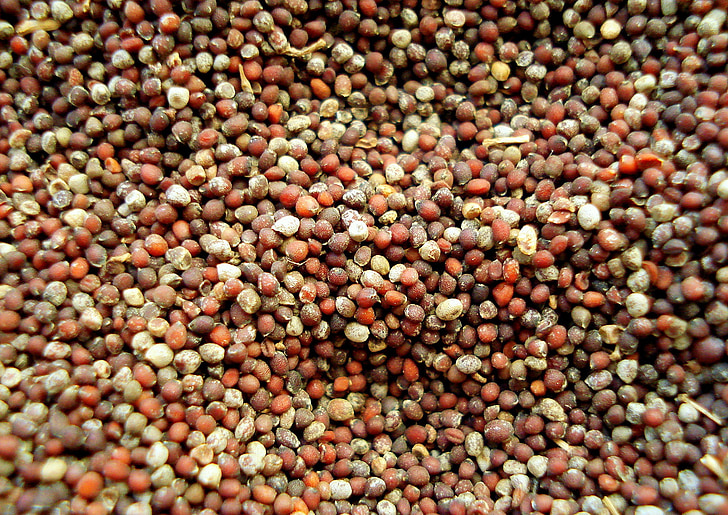 mustard, seed, spice, food, legume, backgrounds, red