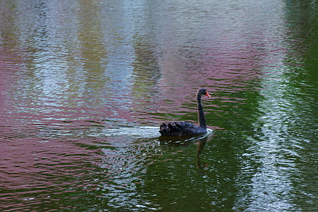 lake, swan, summer, swans, water, nature, pond