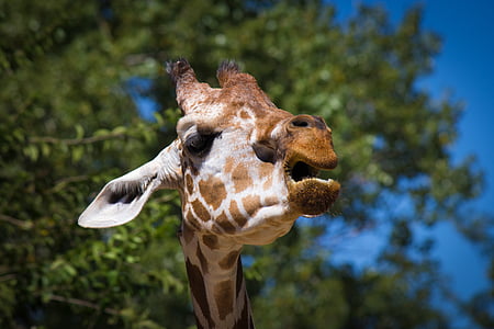 girafa, animal, zoològic, auriculars, fauna, coll llarg, obrir boca