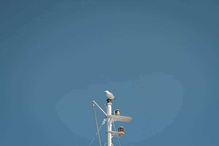 tiang, burung, biru, langit, teknologi, komunikasi
