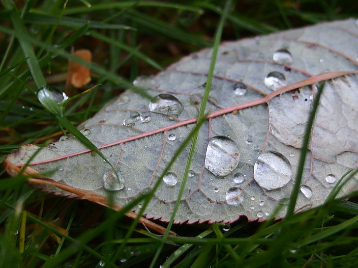 sheet, drop, water, autumn, wet