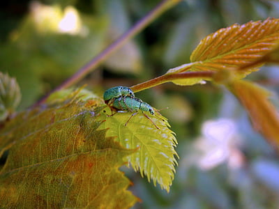 σκαθάρι, weevils, πράσινο, phyllobius, πράσινο rachael, polydrusus, έντομο