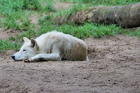 вълк, Хищникът, животински свят, Зоологическа градина, Берлин