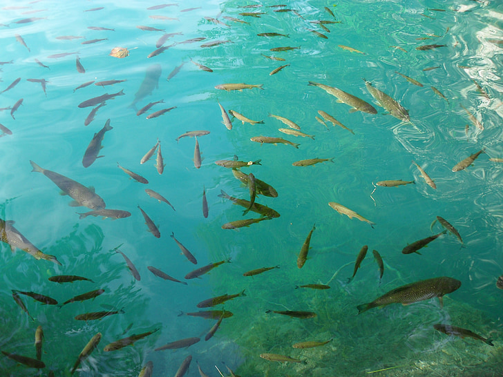 fish swarm, fish, plitvice lakes, nature, lake, croatia, national park