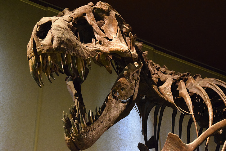 Museo, Milán, Italia, Tyrannosaurus rex, dinosaurios, huesos, dientes