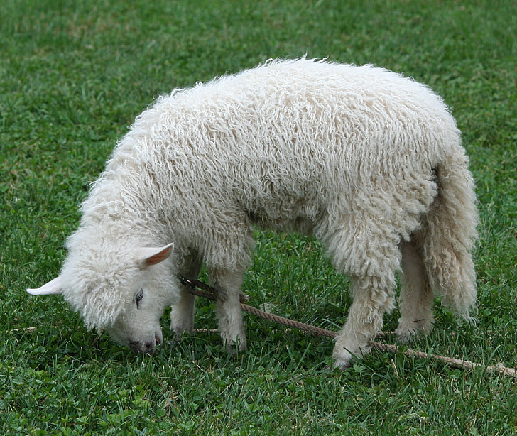moutons de Cotswold, agneau, animal de compagnie, laine, molleton, bétail, rural