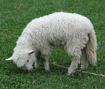 Cotswold lambad, lambaliha, PET, vill, fliis, karja, maaelu
