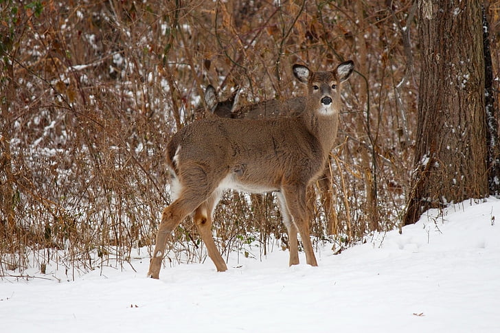 deer, white tailed deer, woods, woodland animals, forest, snow, winter