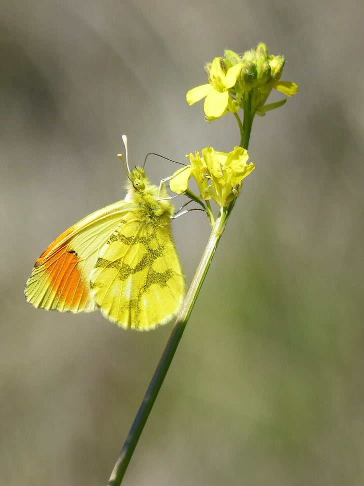 borboleta amarela, Aurora-amarelo, flor selvagem, libar, Anthocharis euphenoides, Aurora groga, inseto