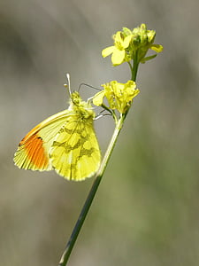 yellow butterfly, aurora yellow, wild flower, libar, anthocharis euphenoides, aurora groga, insect