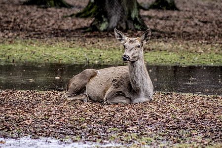 a female deer, białowieża, doe, poland, demonstration reserve