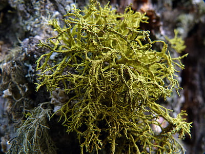 moss, nature, tree, yellow, natural, environment, season