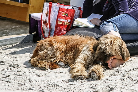 ビーチ, 犬, 読み取り, リラックス, お楽しみください。, 砂のビーチ