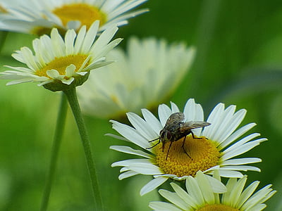 Fly, květ, Bloom, hmyz, Příroda, Marguerite, bílá