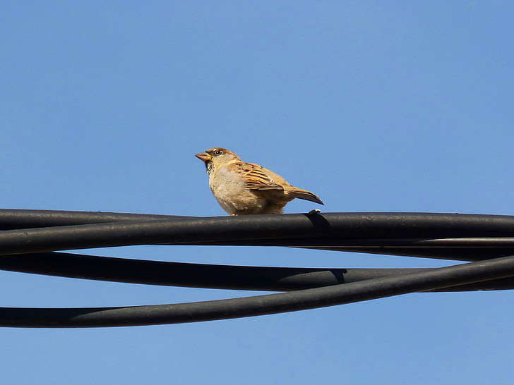 sparrow, cable, sky