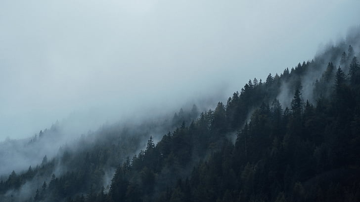 árvores, cobertos, nevoeiro, floresta, Pinheiro, floresta de neblina, natureza