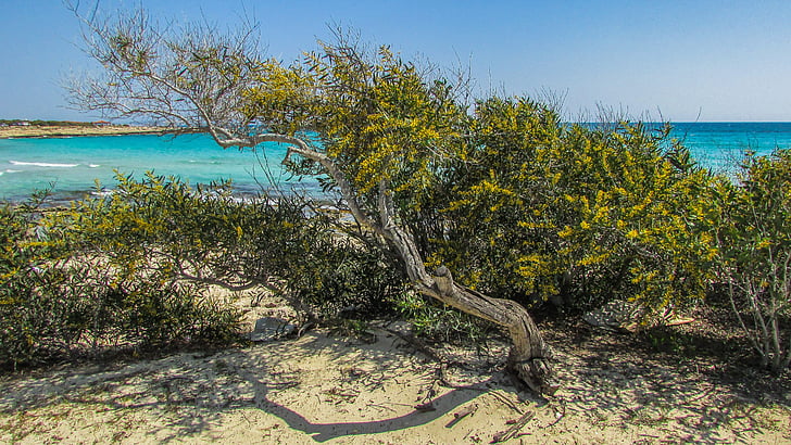 Cyprus, Ayia napa, Lanta beach, strom, piesok, Beach, Príroda