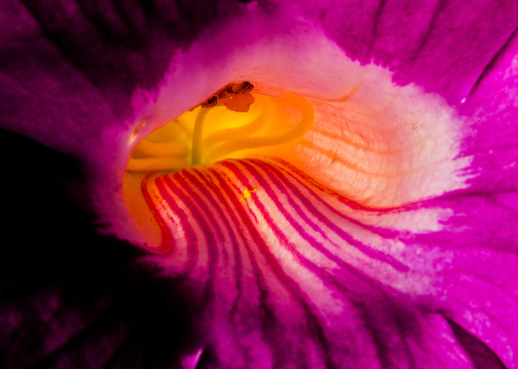 blossom, bloom, flower, purple pink, close