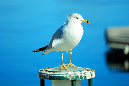 Seagull, pájaro, Gaviota, naturaleza, vuelo, flora y fauna, Río