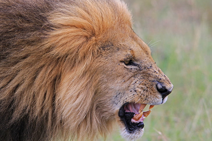 africa, lion, safari, kenya, national park