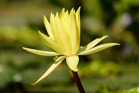 Seerose, Teichrosen lutea, Blume, Blüte, Bloom, Blumen, gelb