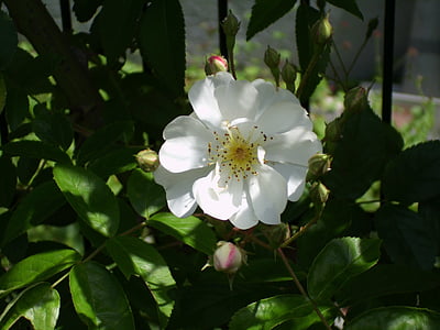 Роза, Белый, цветок, Блоссом, Блум, Природа, черный и белый
