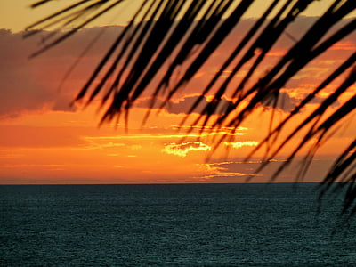 Palm, Maui, Havaj, Príroda, Ocean, letné, USA