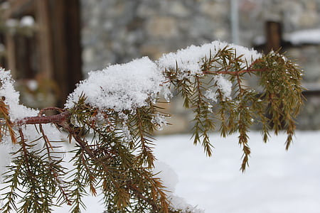хвойні, дерево, сніг, відділення, взимку