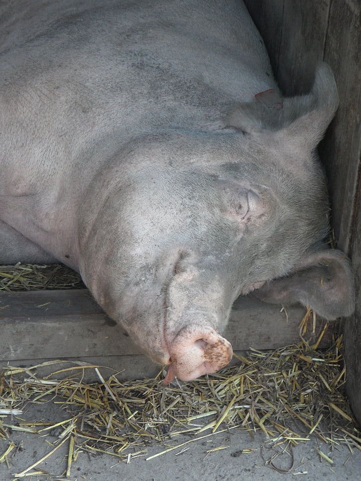 pig, sow, sleeping, head, relaxed, cozy